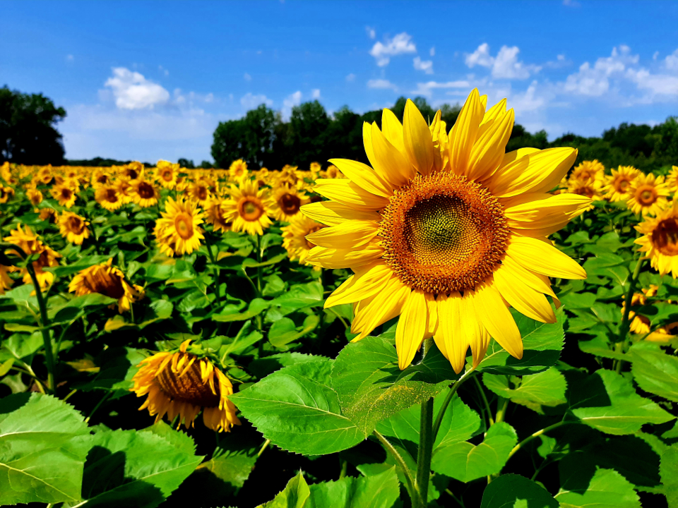 sunflowers